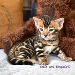 Belle Ami Bengals - @belleamibengals - Instagram