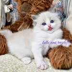 Belle Ami Ragdolls - @belleamiragdolls - Instagram