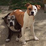 Belle & Bailey🐶 - @belle_baileystaffies - Instagram