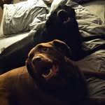 Belle & Bailey - @beanandbails - Instagram