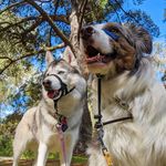 Belle and Bailey - @wolfvssheepdog - Instagram