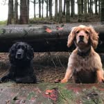 Belle, Bailey and Pip - @the.pembrokeshire.pups - Instagram