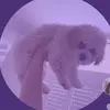 Bella Barron - @bella.the.dog5 - TikTok