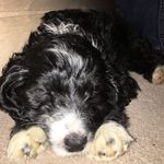 Belle Brown - @belleatrixthecockapoo - Instagram