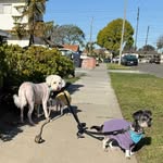 Belle Chang - @bellechang55 - Instagram