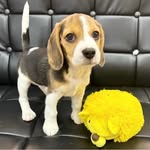 Belle´s diary 🐾 - @bellechan_gram - Instagram
