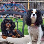 Belle Cavalier King Charles - @belle_cavalier_king_charles - Instagram