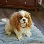 Belle Cavalier King Charles - @peek_a_belle - Instagram