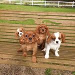 Belle - @cavalier_king_charles_belle - Instagram