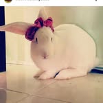 Belle Rodriguez - @bellethebunnyofficial - Instagram