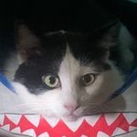 Belle Thomas - @bellethemastercat - Instagram