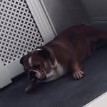 Belle Walker🐾🐾 - @bellewalker_xx - Instagram