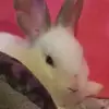 Belle Walker - @bunnysofbelle - TikTok
