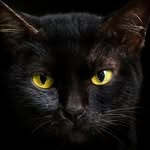 black cat - @ben_ageel.77 - Instagram