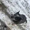 ben_ainslie_lowe - @ben_ainslie_lowe - TikTok
