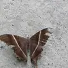 Alfonso0827 - @benalfonso - TikTok