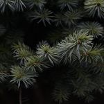 Ben Ashworth - @picture_of_tree_ - Instagram