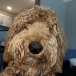 Woof! - @bentley.atchley - Instagram