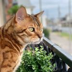Bacchus - @bacchusthebengalcat - Instagram