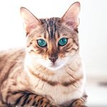 Bacchus The Bengal - @bacchusthebengal - Instagram