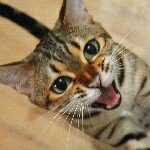 Alba Bengal Cat + Christie - @alba_bengal_cat - Instagram