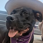 Ben Kramer - @baltimore_ben_dog_foster - Instagram