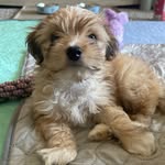 Benji in Baltimore - @benjis_corner - Instagram