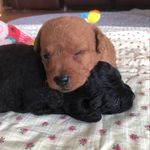 Ben And Baxter - @ben._.baxter - Instagram