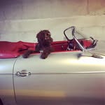 Ben Bedford - @porsche_356_speedster - Instagram