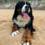 Ben Beer - @lilythemountaindog - Instagram