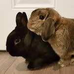Benny + Bellucci - @benny_and_bellucci - Instagram