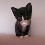 Ben Bitter🐱🍫 - @ben.kedi123 - Instagram