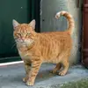 Ben kediyim🐈 - @ben_bitter3 - TikTok