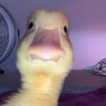 Ben.bitter - @bitterkizdd - Instagram
