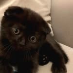 bitter 🐱🐈 - @ben_bitter_2024 - Instagram