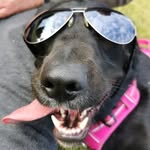 Bitter the Labrador Mix 🧿 - @benbitterim - Instagram