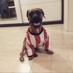 BitterTheDog - @benbitter_ - Instagram