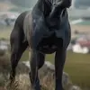 Schwarze Sonne - @bennet.blasko - TikTok