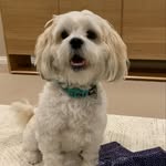 Bentley Blyton 🐶 🐾 - @bentley.blyton - Instagram