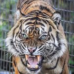 William J. Bogan - @boganbengal79 - Instagram