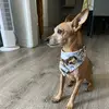 Bentley.the.min.pin - @bentleybogart - TikTok