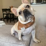 Benny Baguette Boggess - @bennythefrenchbulldog21 - Instagram