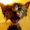 Ben Bohn - @ben.bohn - TikTok