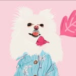 Benito Bolichin Pomeranian - @benitobolichin - Instagram