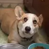 Ben & Boo - @benboothecorgi - TikTok