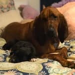 Ben & Boomer - @ben_and_boomer - Instagram