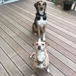 Ben and Boomer - @b.b.mutts - Instagram