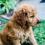 Boomer - @bencesboomer - Instagram