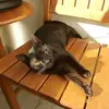 Botas - @benbootscat - TikTok