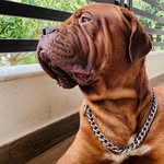 BEN | The Dogue de Bordeaux - @benthebordeauxmastiff - Instagram